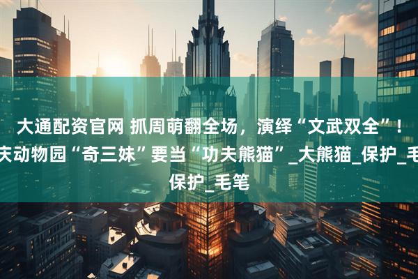 大通配资官网 抓周萌翻全场，演绎“文武双全”！重庆动物园“奇三妹”要当“功夫熊猫”_大熊猫_保护_毛笔